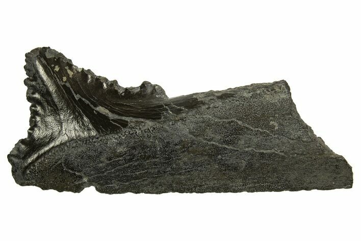 Bizarre Shark (Edestus) Jaw Section with Tooth - Carboniferous #327585